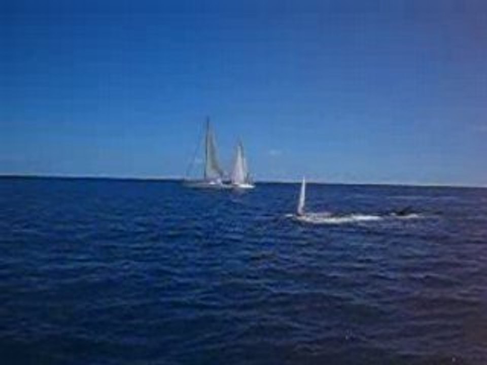 Baleines dans la baie de St Paul