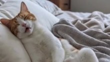 He Saw What Happened… Then Changed His Mind 😂 #funnycats #funnyanimals #catcomedy #comedy