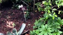 Royal Tasmanian botanical gardens