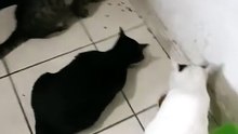 mis gatitos comiendo sus croquetas purina para gatos esterilizados #shorts para que no engorden much
