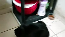 El gatito chamacorron en ocaciones yo le llamo El Gato Lagartijo porque es color gris y rayado