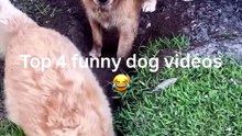 Top 4 Funny Dog Videos 😂 | German Shepherd Tries To Fit In Tiny Box!