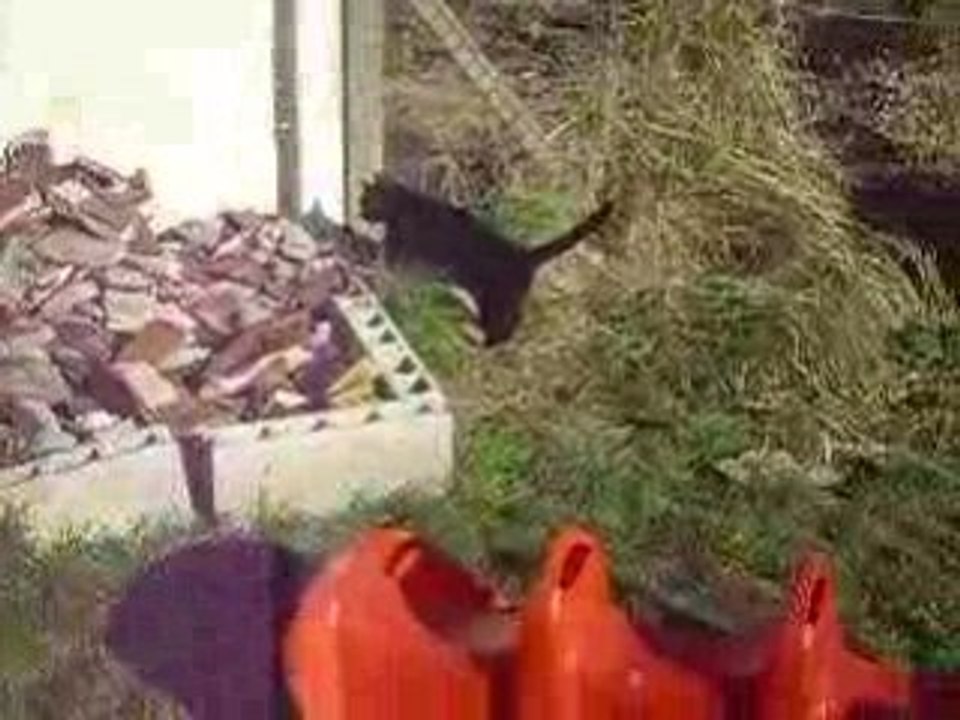 ma tite famille d"anilaux