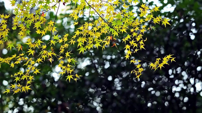 🌿 Musique Relaxante en Forêt _ Arbre et Feuilles Vertes 🌳