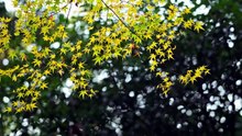 🌿 Musique Relaxante en Forêt _ Arbre et Feuilles Vertes 🌳