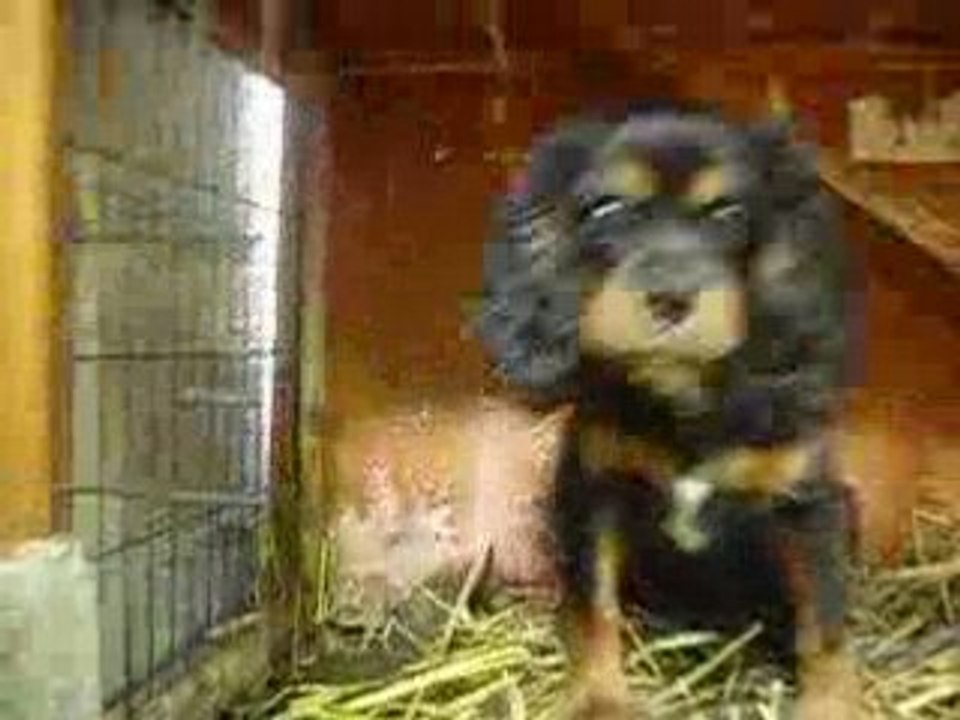 ma tite boubouille qui se prend pour un lapin