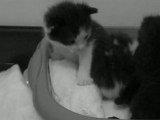 Chatons 009