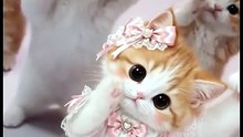 Dancing Cats 😻 Funny Cat & Dog Videos
