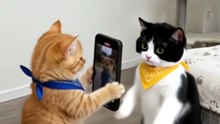 Dancing Cats 😻 Funny Cat & Dog Videos