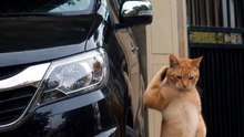 Dancing Cats 😻 Funny Cat & Dog Videos