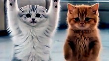 Dancing Cats 😻 Funny Cat & Dog Videos