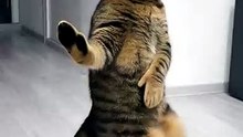 Dancing Cats 😻 Funny Cat & Dog Videos