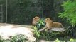 Zoo Doué la Fontaine : lion