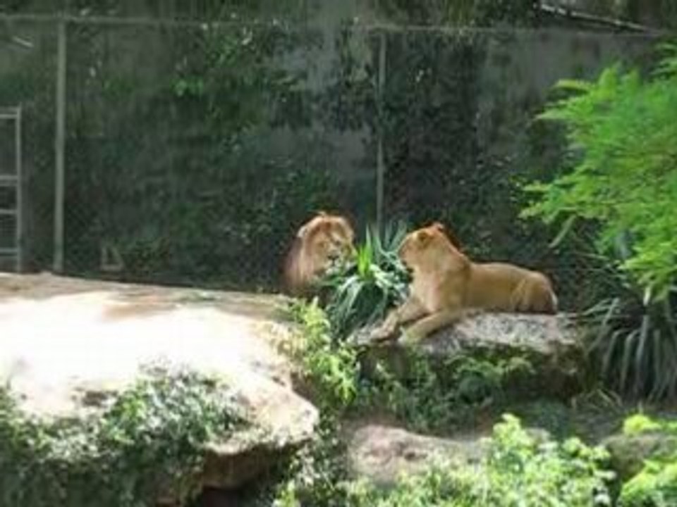 Zoo Doué la Fontaine : lion