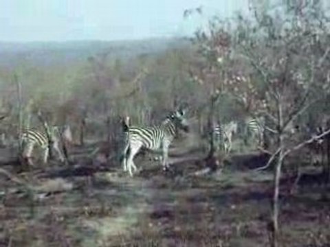 Traversée de Zèbres