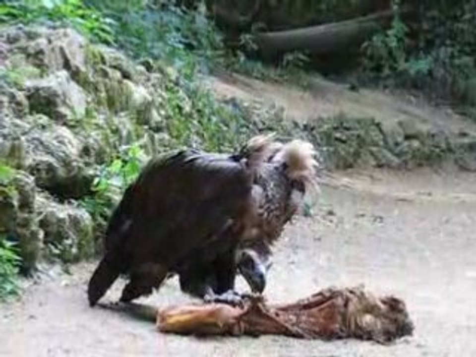 Zoo Doué la Fontaine : charognard