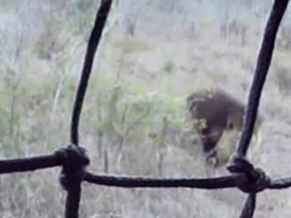 Dur dur d'être un Lion
