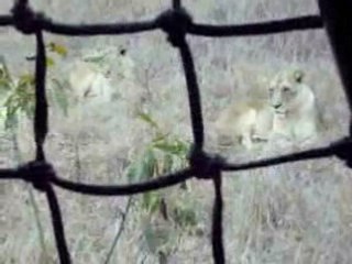 Lion et Lionnes