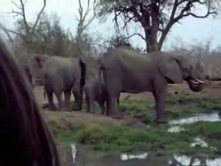Eléphants en train de boire