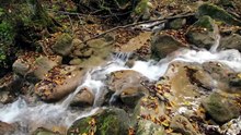 Relaxation Profonde en Forêt d’Automne 🌿💧Petit Ruisseau
