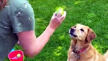 He Missed It Twice… Then Caught It Like a Champ 🎾🐾