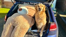 Golden Retriever Moves Home: Kobe’s New House and Bigger Garden