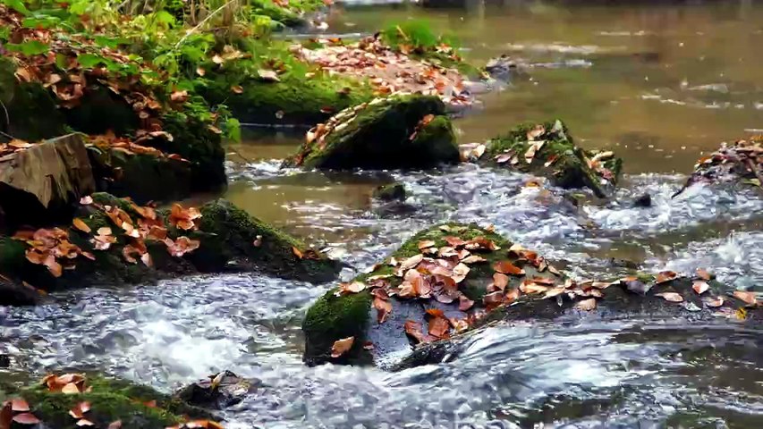 Rivière en Forêt & Mousse Verte 🍂 Musique Relaxante pour Méditation