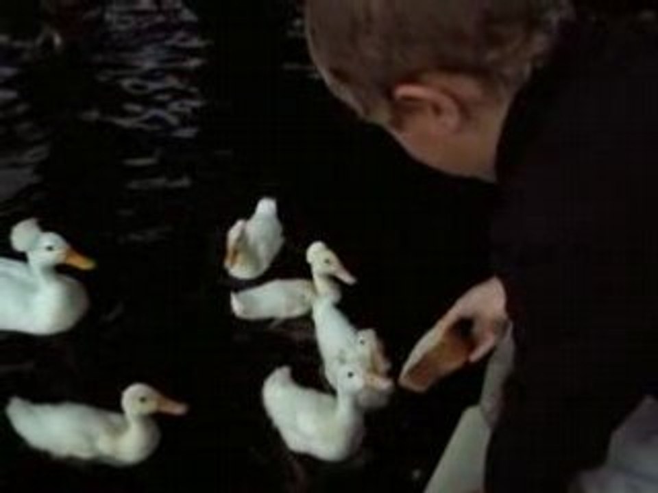 Canards