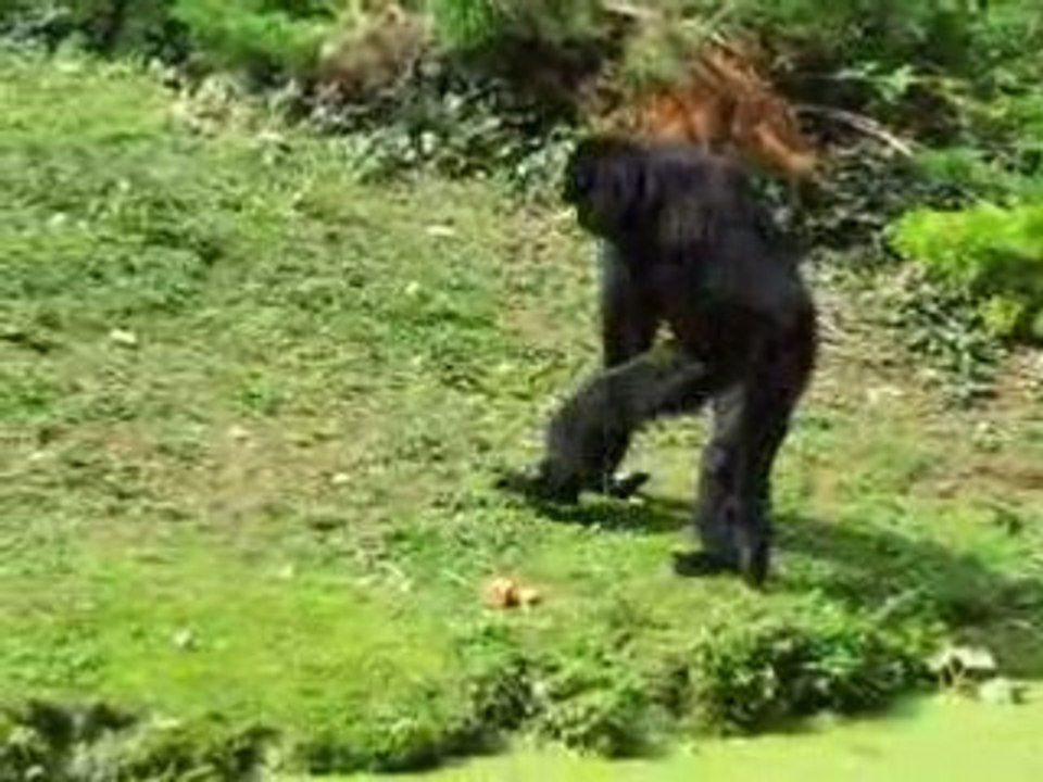 Zoo Doué la Fontaine : singe