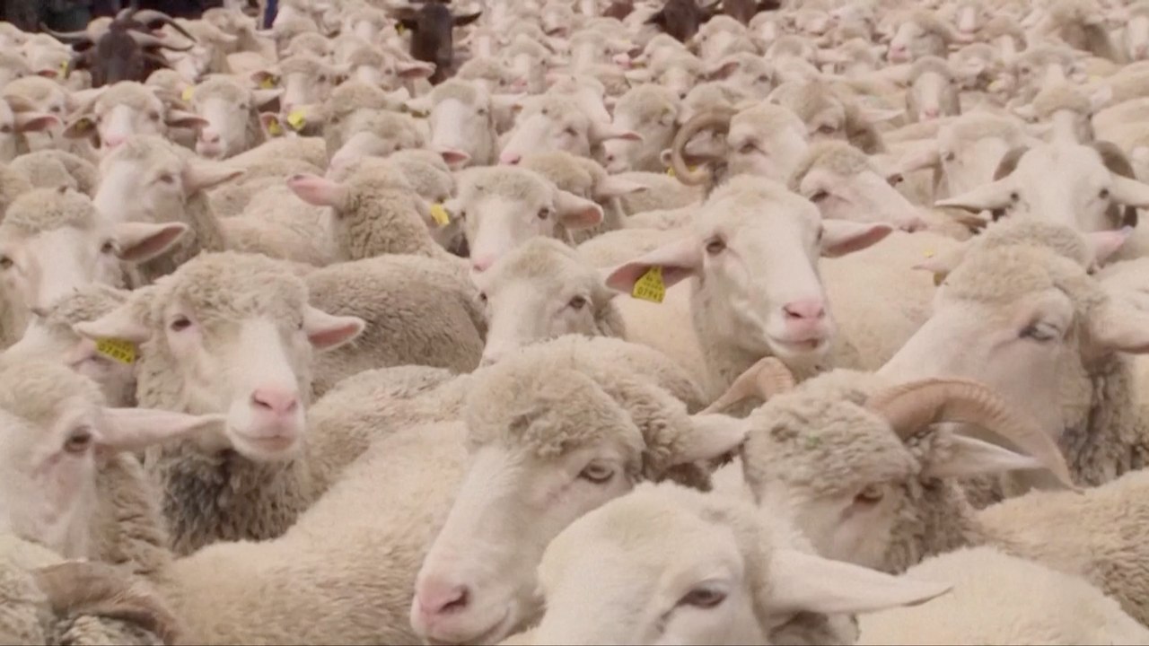 Madrid's annual sheep drive replaces cars along ancient routes - video ...