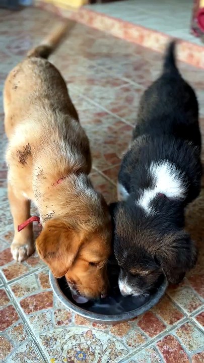 Two Rescue Puppies Sharing One Water Bowl 🐶🐾 Pure Sibling Love - video ...