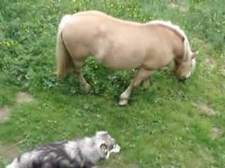 Vidéo Zora montpiton+Légende juin 2008