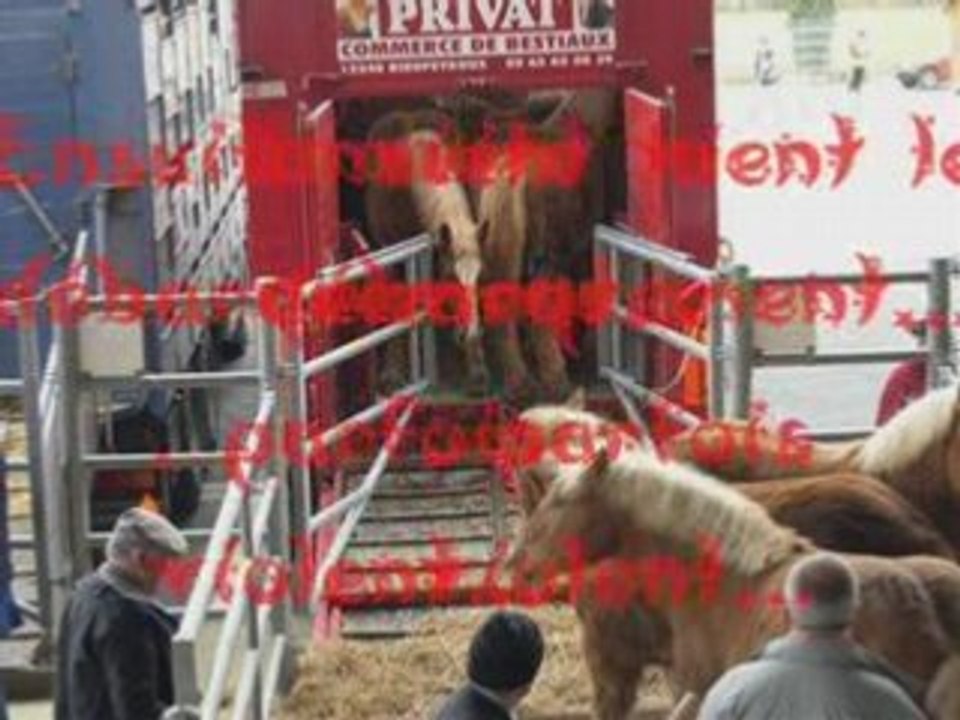 Vidéo sur le cheval - non à l'hippophagie_0001