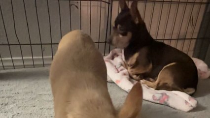 Abandoned puppies find warmth and safety after a kind woman brings them home from the rain