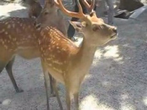 Nara avec ces affamés de daims