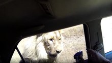 Lion Attacks Car Window | Veyetsi the Male Lion Chases GoPro Vehicle
