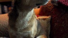 ⛈️ Rescue Dog's First Thunderstorm — She Chose Cuddles Over Fear 🐾