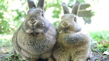 Thetford Warren Lodge: 15th-Century Rabbit Fortress in England