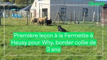 Première leçon pour Why, border collie de 3 ans, à la Fermette à Heusy