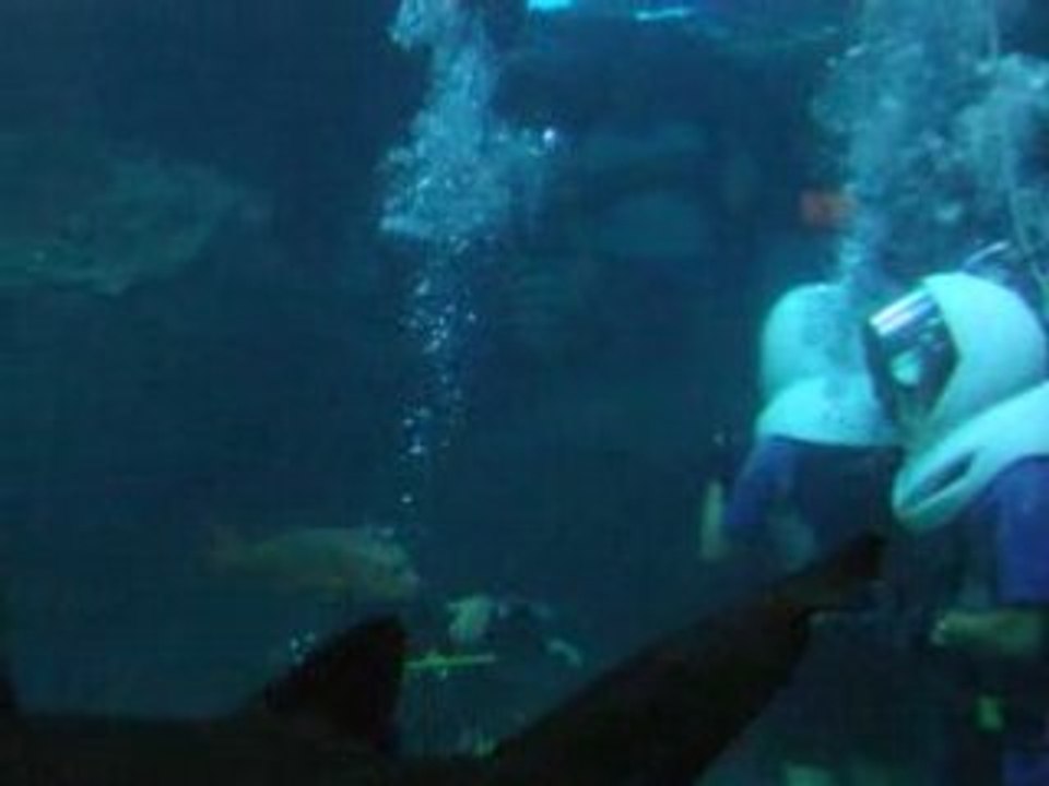 Salut les requins