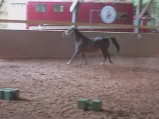 Galilée en liberté