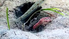 The Pistol Shrimp Superpower