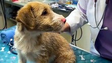 Rescued Puppy's First Vet Visit  Tail Won't Stop Wagging 🐾