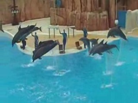 Dauphins au parc Astérix