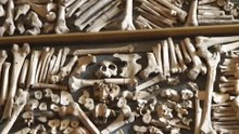 Menschliche Knochen in der Goldenen Kammer - Der Totengräber vor Ort