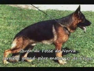 Arbre généalogique de Célyo