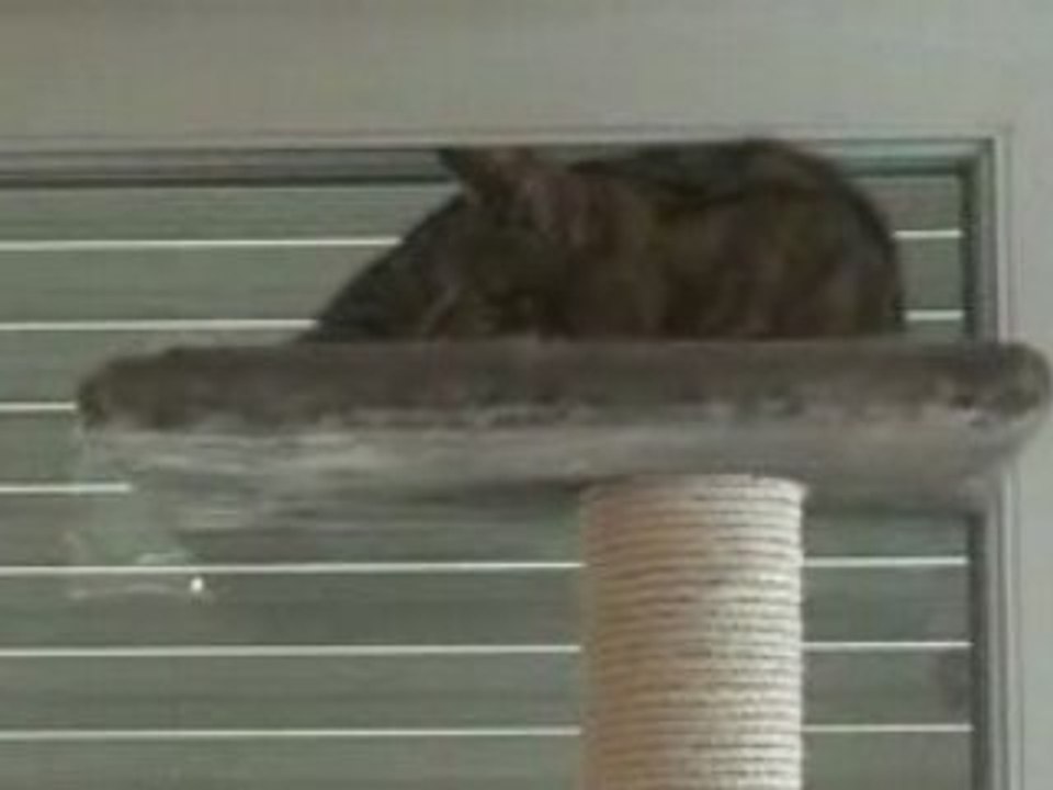HLM pour chats