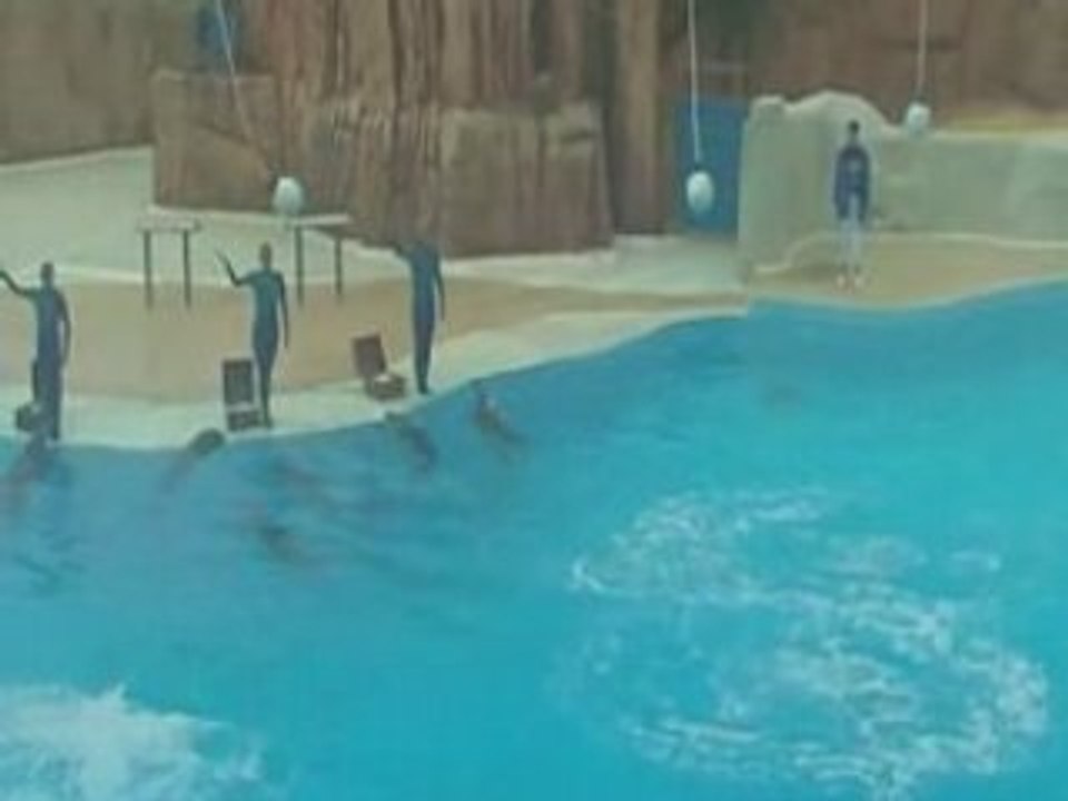 les dauphins