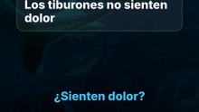 ¿Sienten dolor los tiburones?