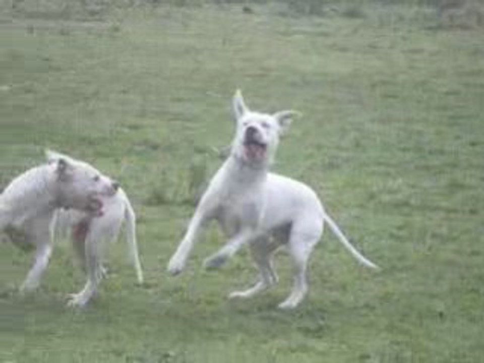 blanco et abril 4
